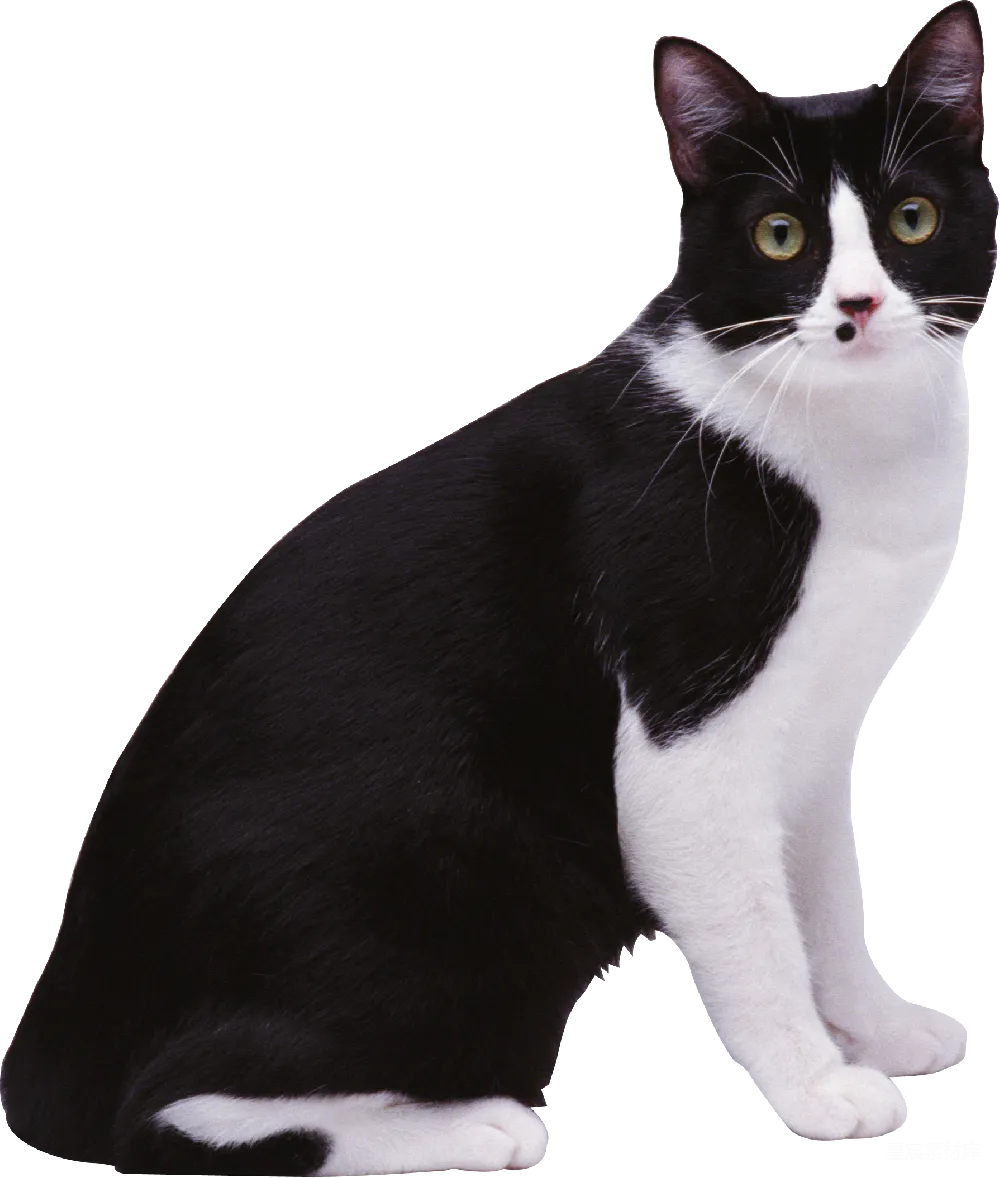 元素素材 猫