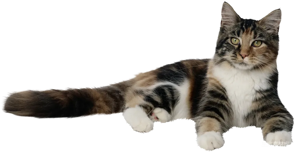 元素素材 宠物 写实风格 家庭装饰 可爱慵懒的猫咪