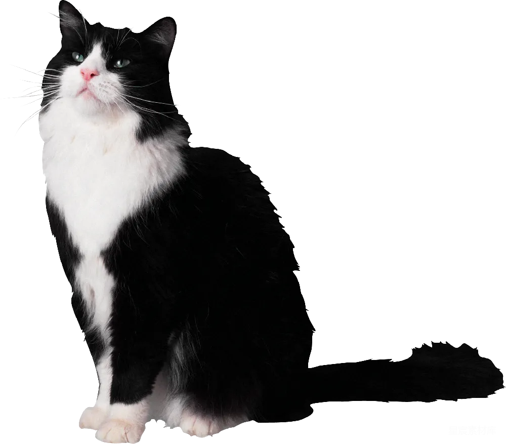 元素素材 宠物 动物 艺术摄影 黑白相间的猫