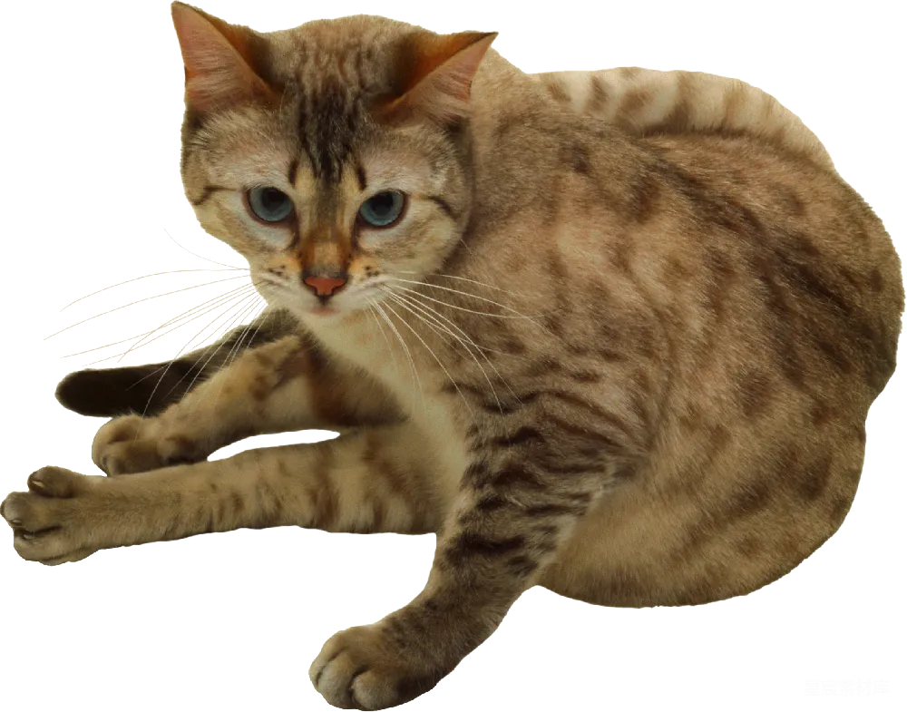 元素素材 猫 动物 肖像 橙色条纹猫的特写