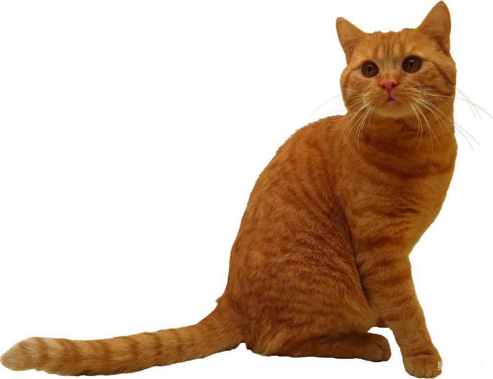 元素素材 动物 宠物 静物 橘猫