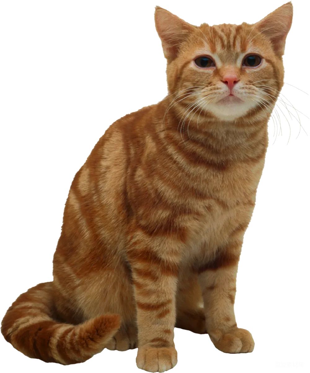 元素素材 宠物 动物 可爱 橙色条纹猫