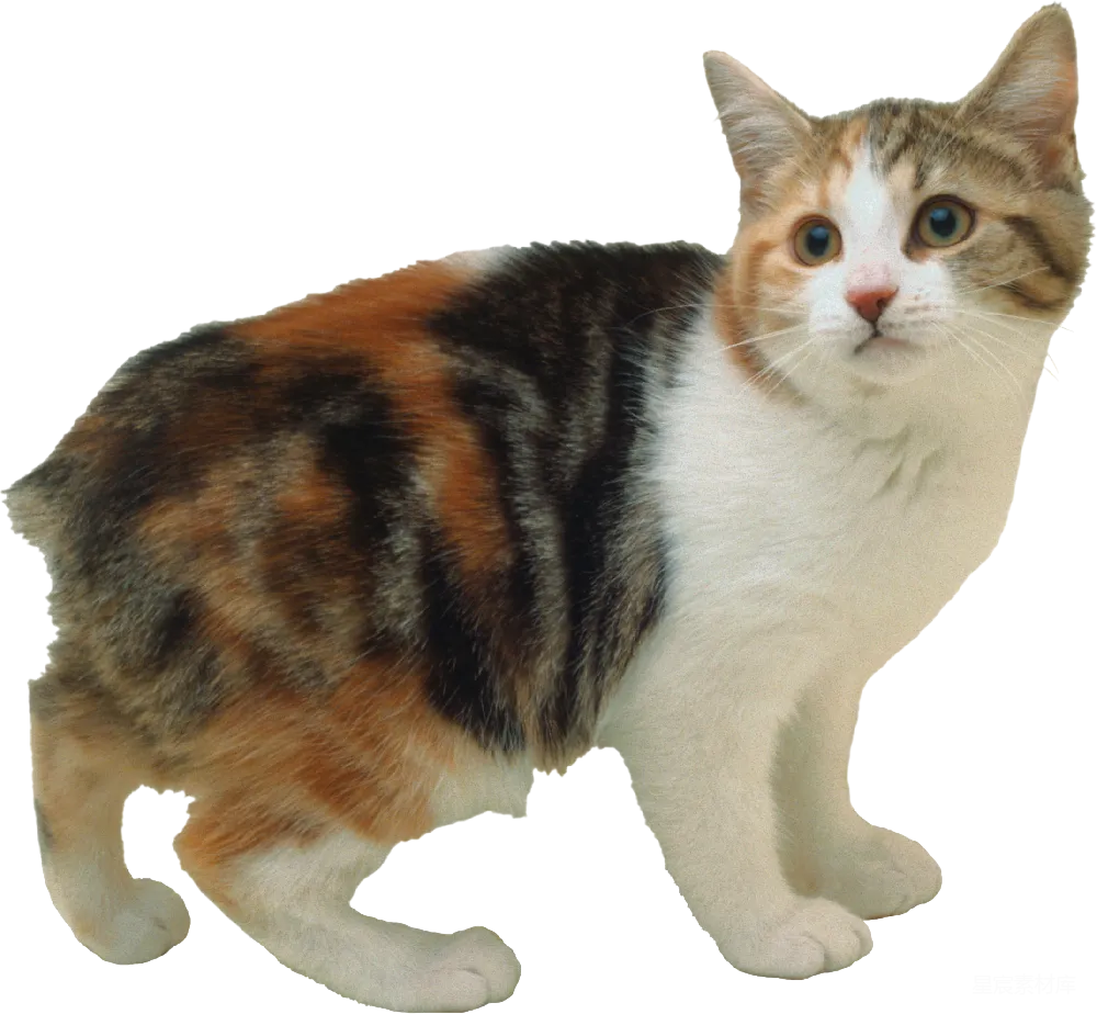 元素素材 猫 宠物 自然 三色猫站立姿态