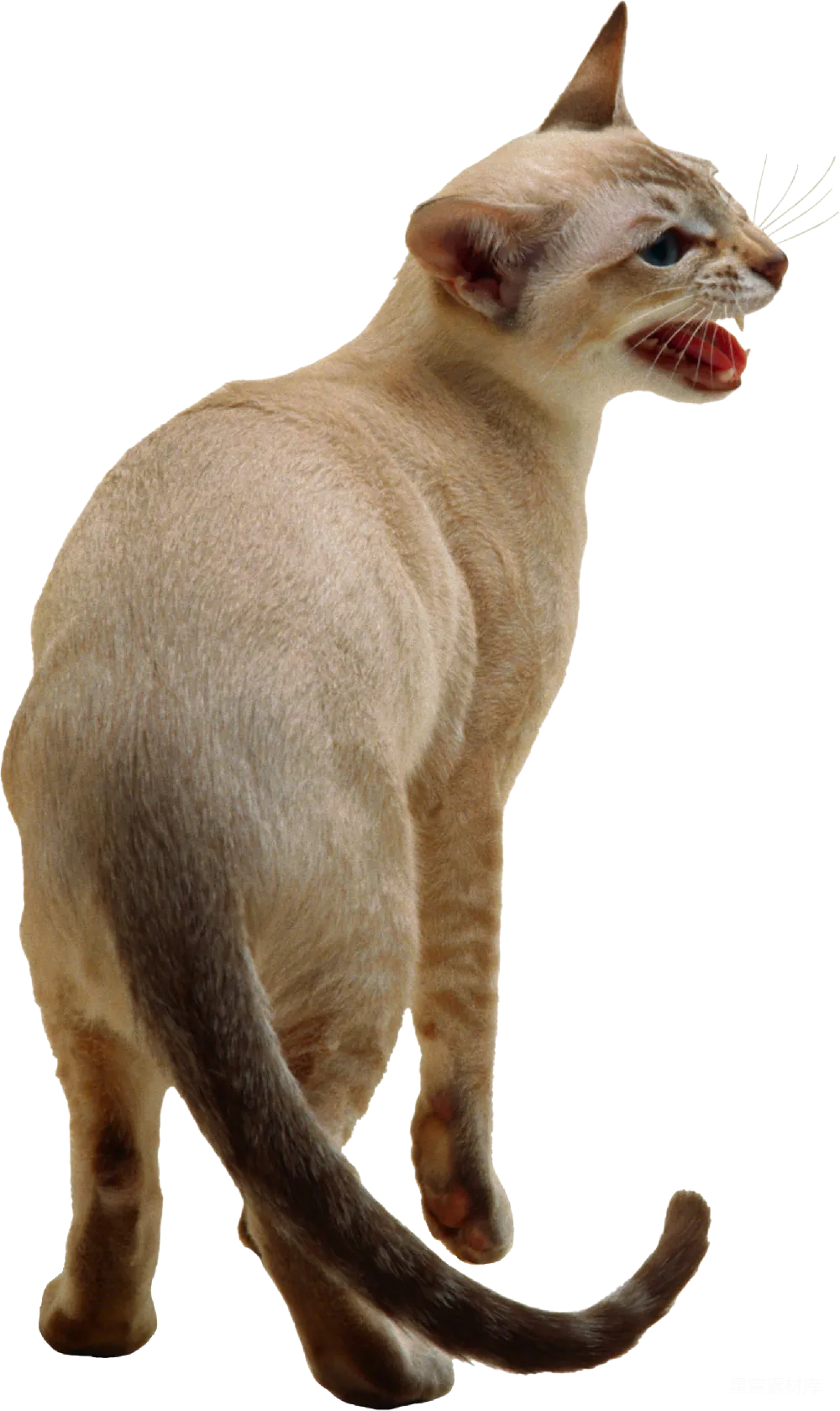 元素素材 动物 写实 宠物 行走中的猫