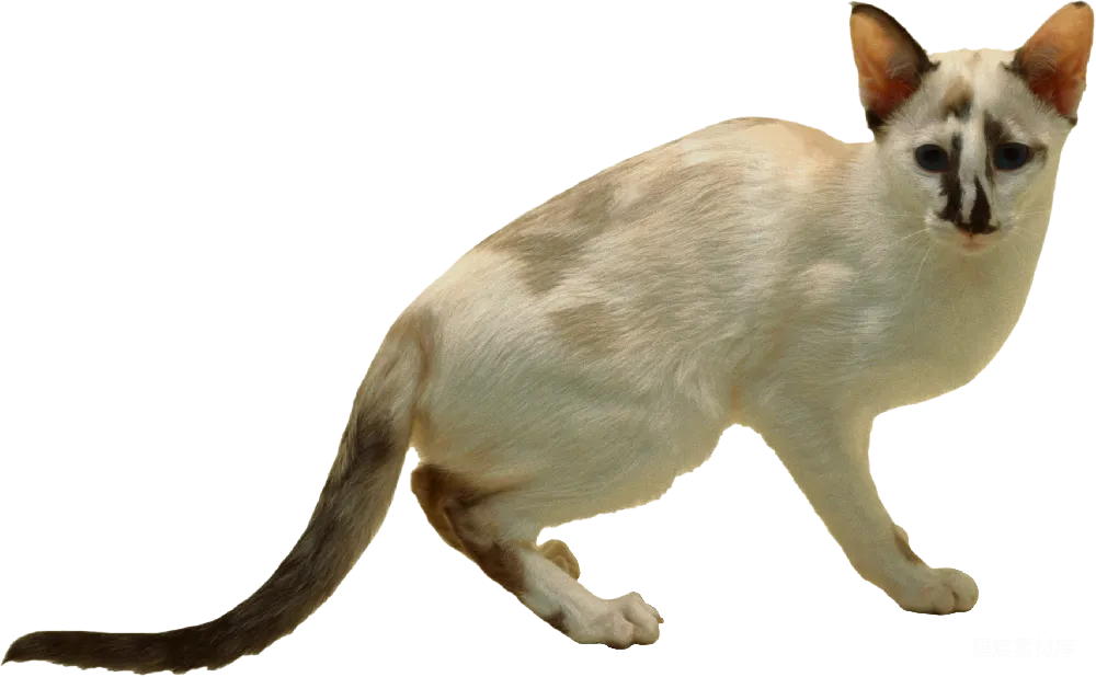 元素素材 猫 动物 宠物 浅色暹罗猫