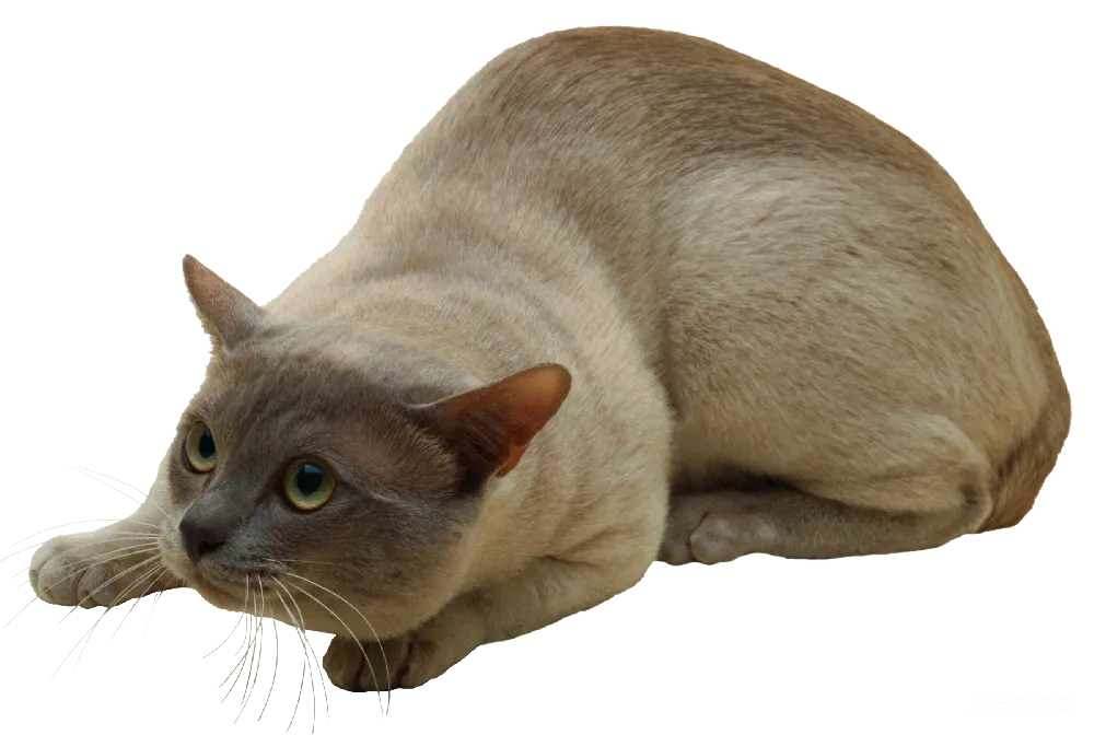 元素素材 猫