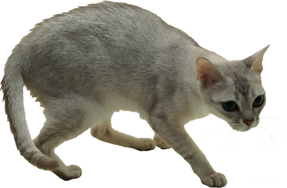 元素素材 猫