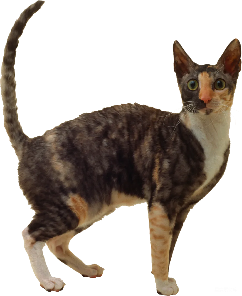 元素素材 猫 短毛 宠物 优雅的短毛猫