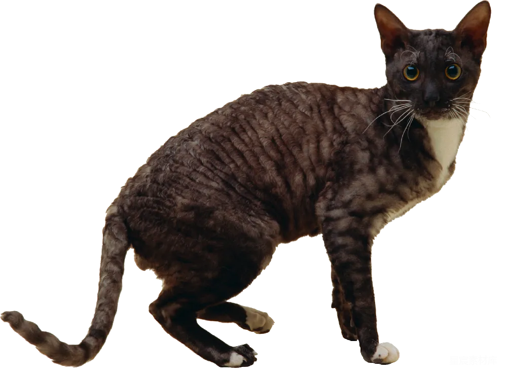 元素素材 元素 猫