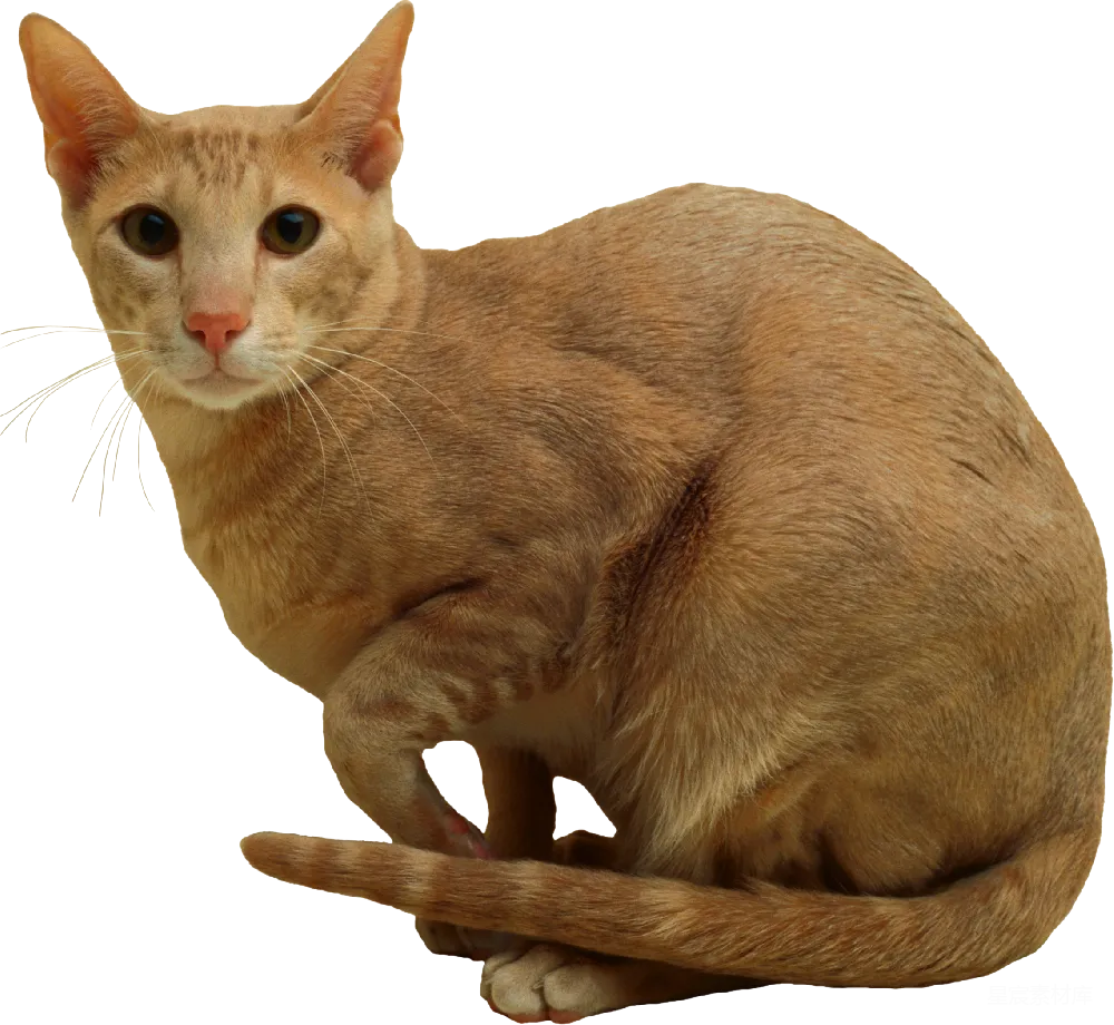 元素素材 猫咪 动物 宠物 橙色短毛猫