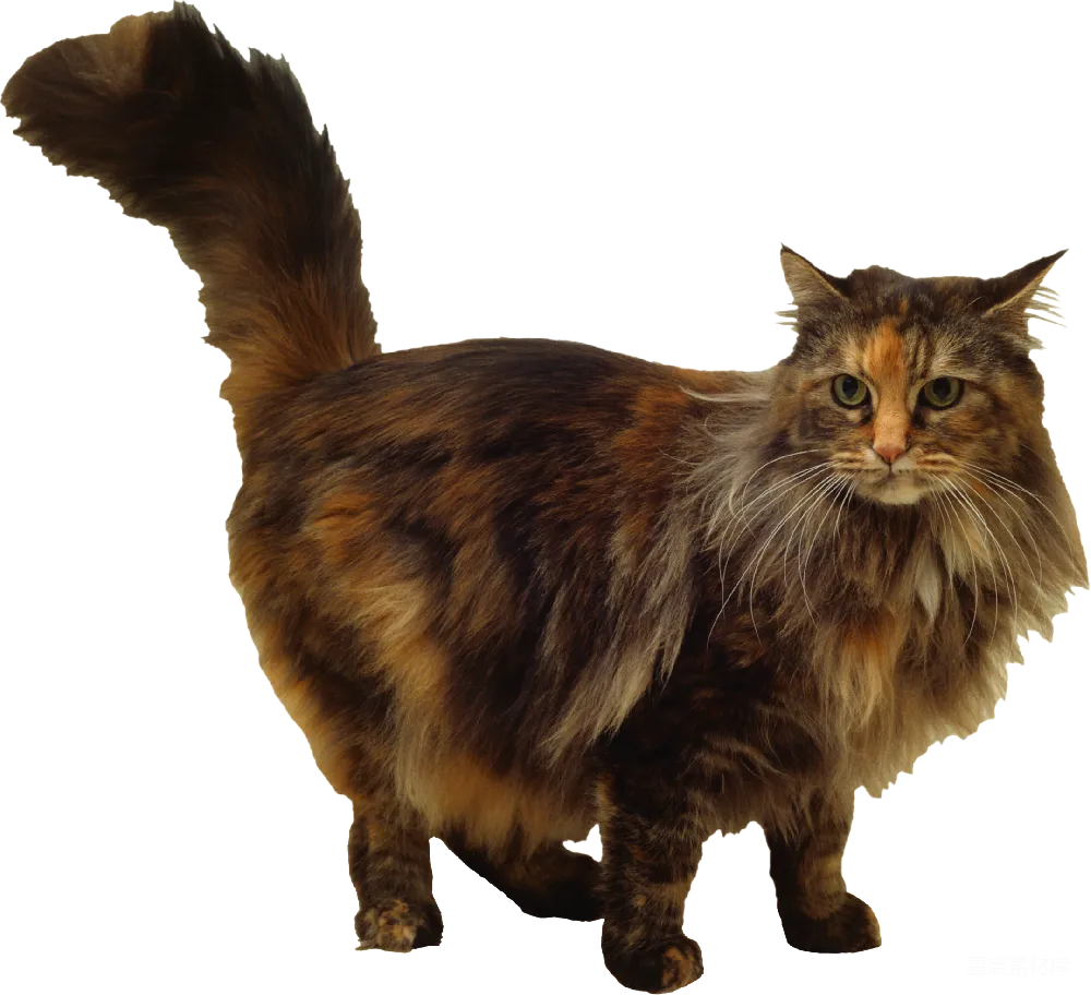 元素素材 宠物 毛茸茸 动物 长毛猫