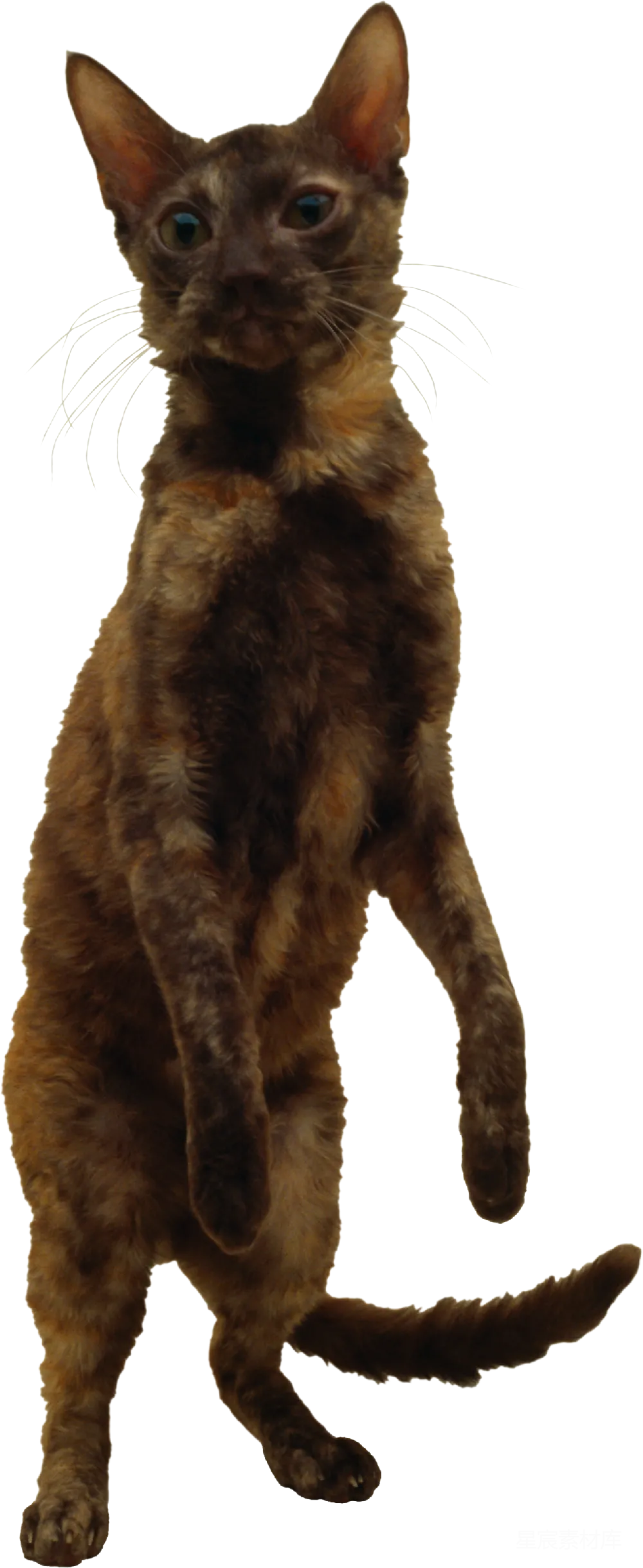 元素素材 猫 动物 动态摄影 棕色短毛猫的动态姿态