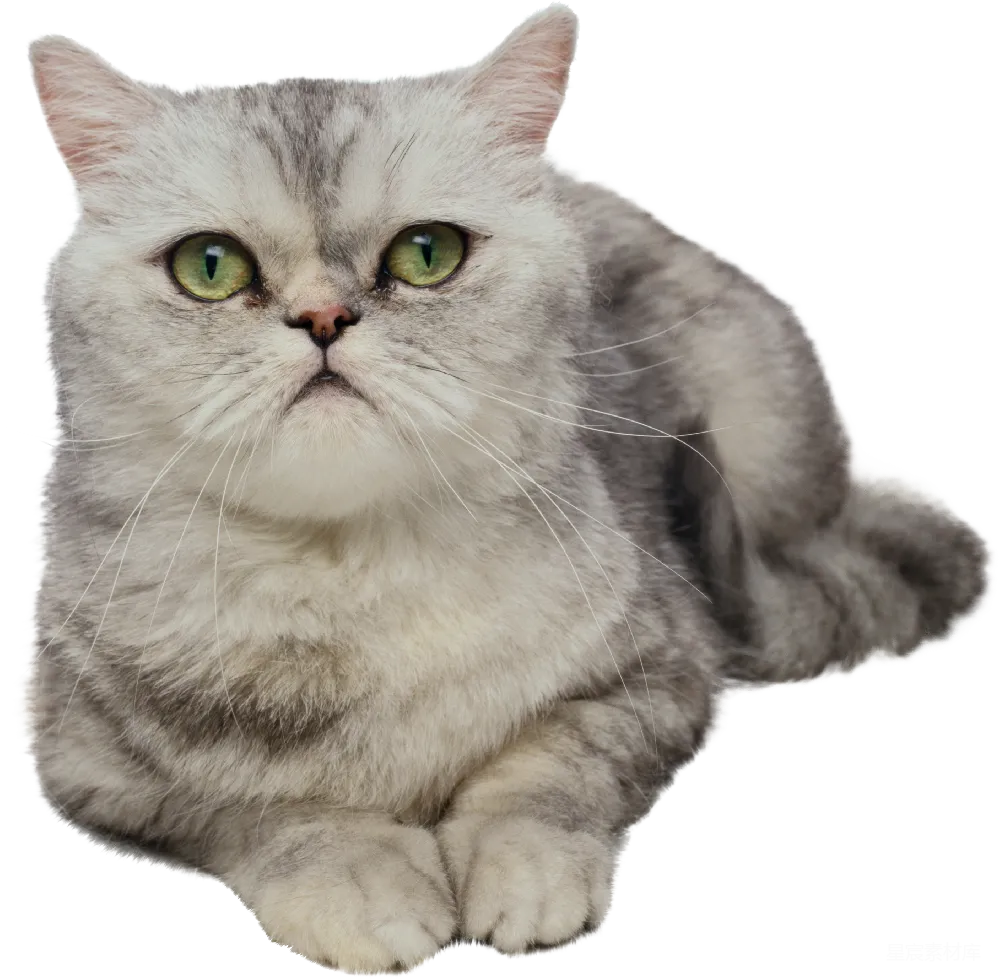元素素材 元素 猫