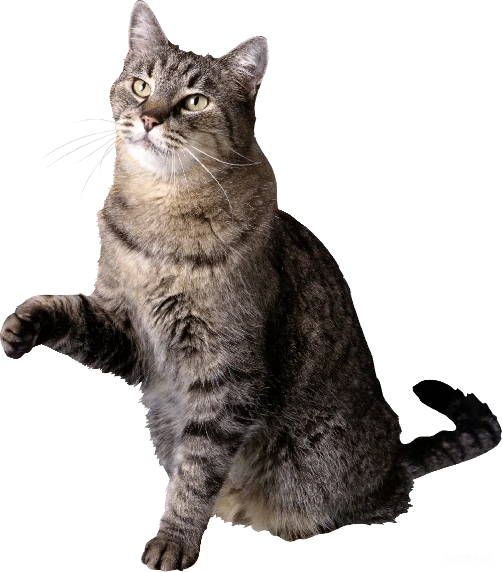 元素素材 猫 动物 动态 敏捷的猫跃动瞬间