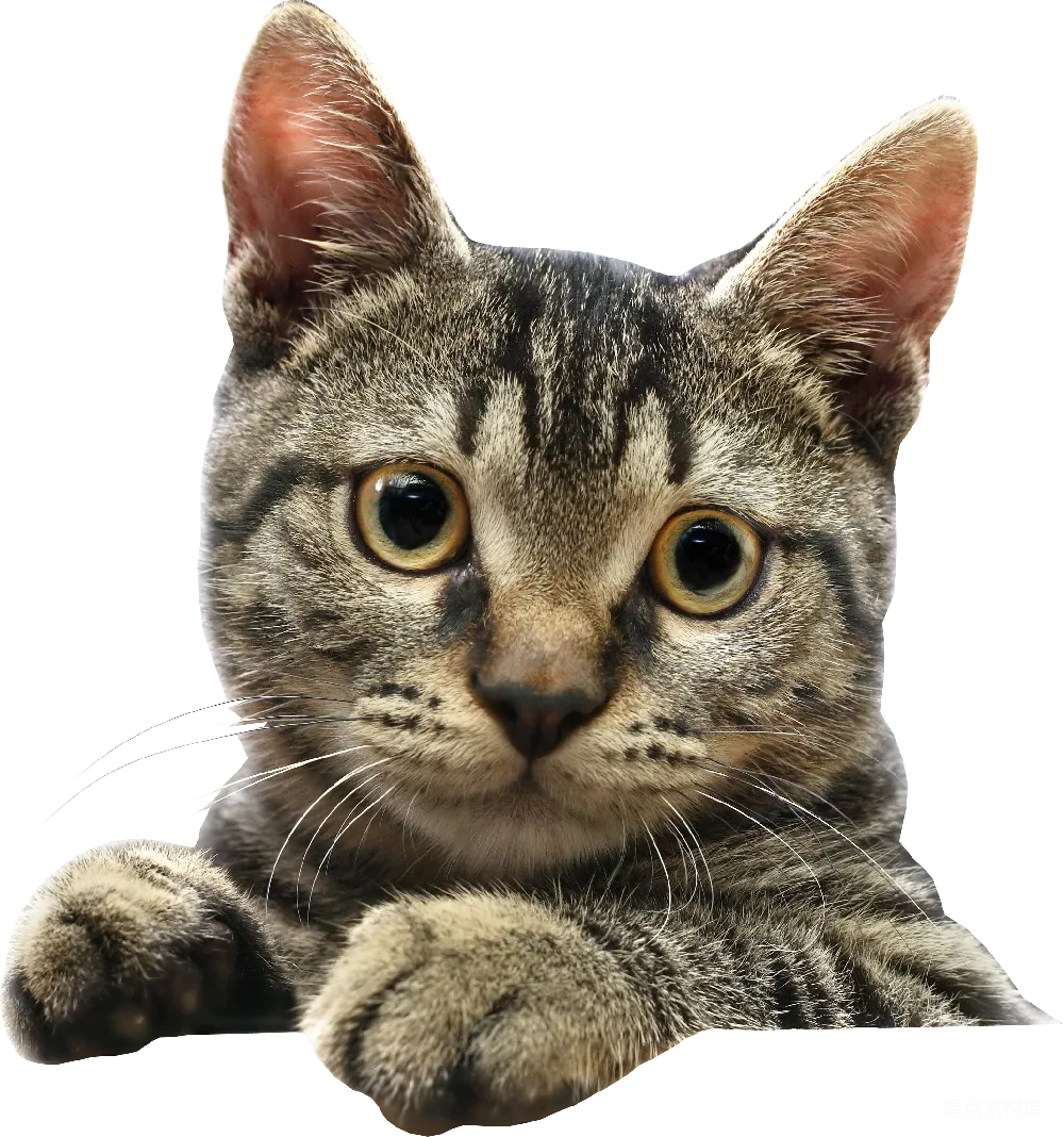元素素材 元素 猫