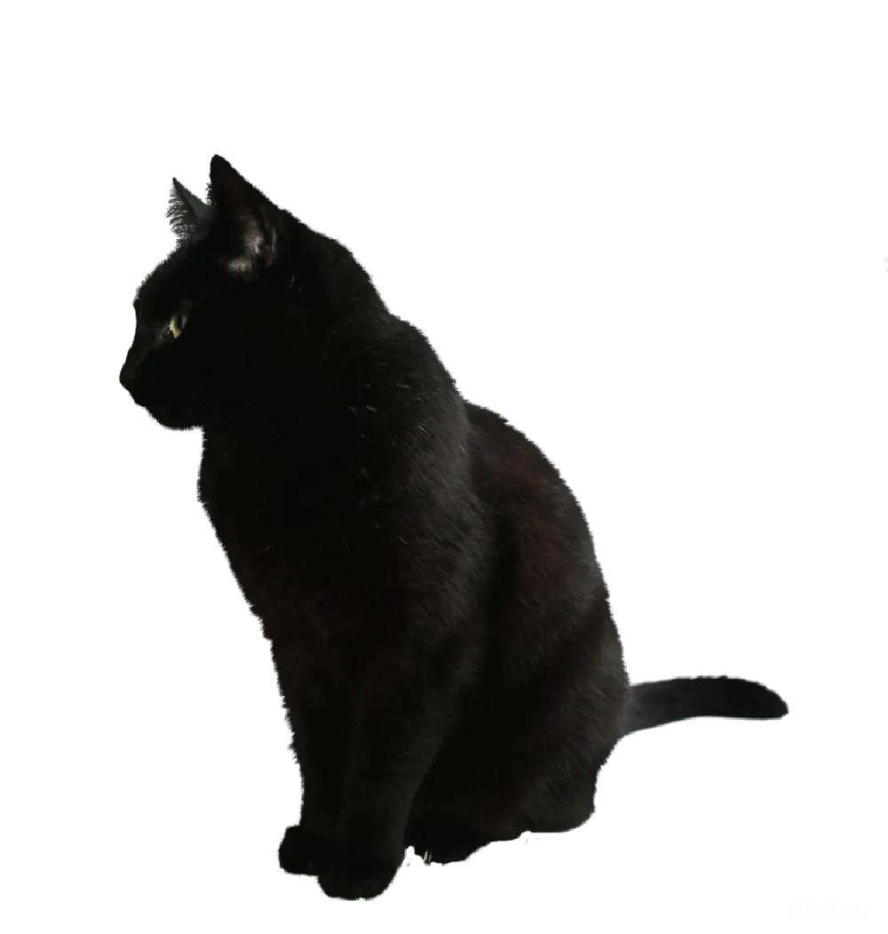 元素素材 元素 猫
