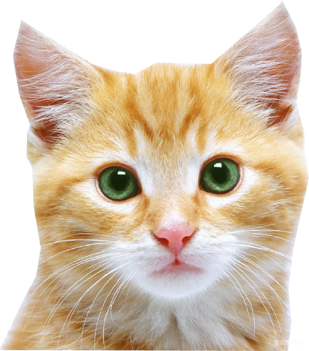 元素素材 宠物 可爱 动物 橙色小猫特写