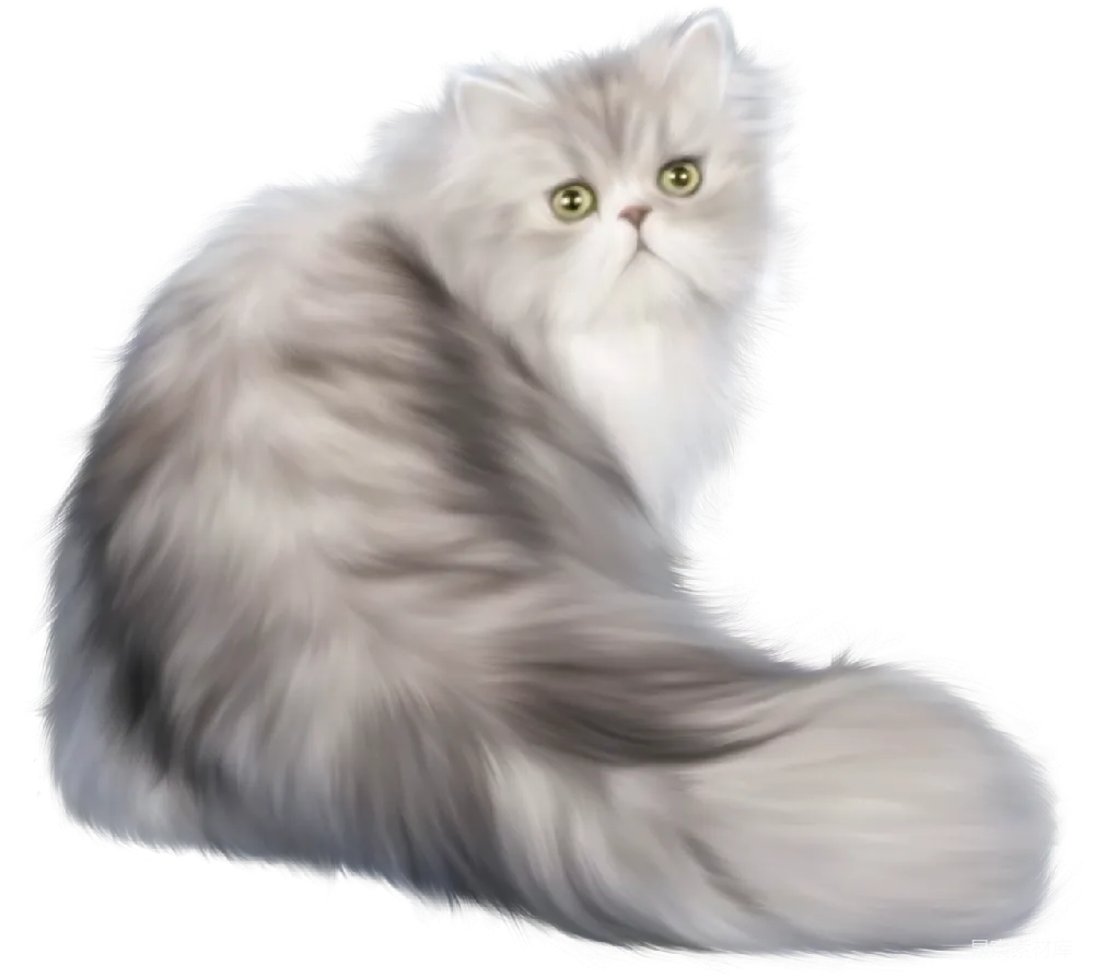 元素素材 宠物 可爱 动物 毛茸茸的银色长毛猫