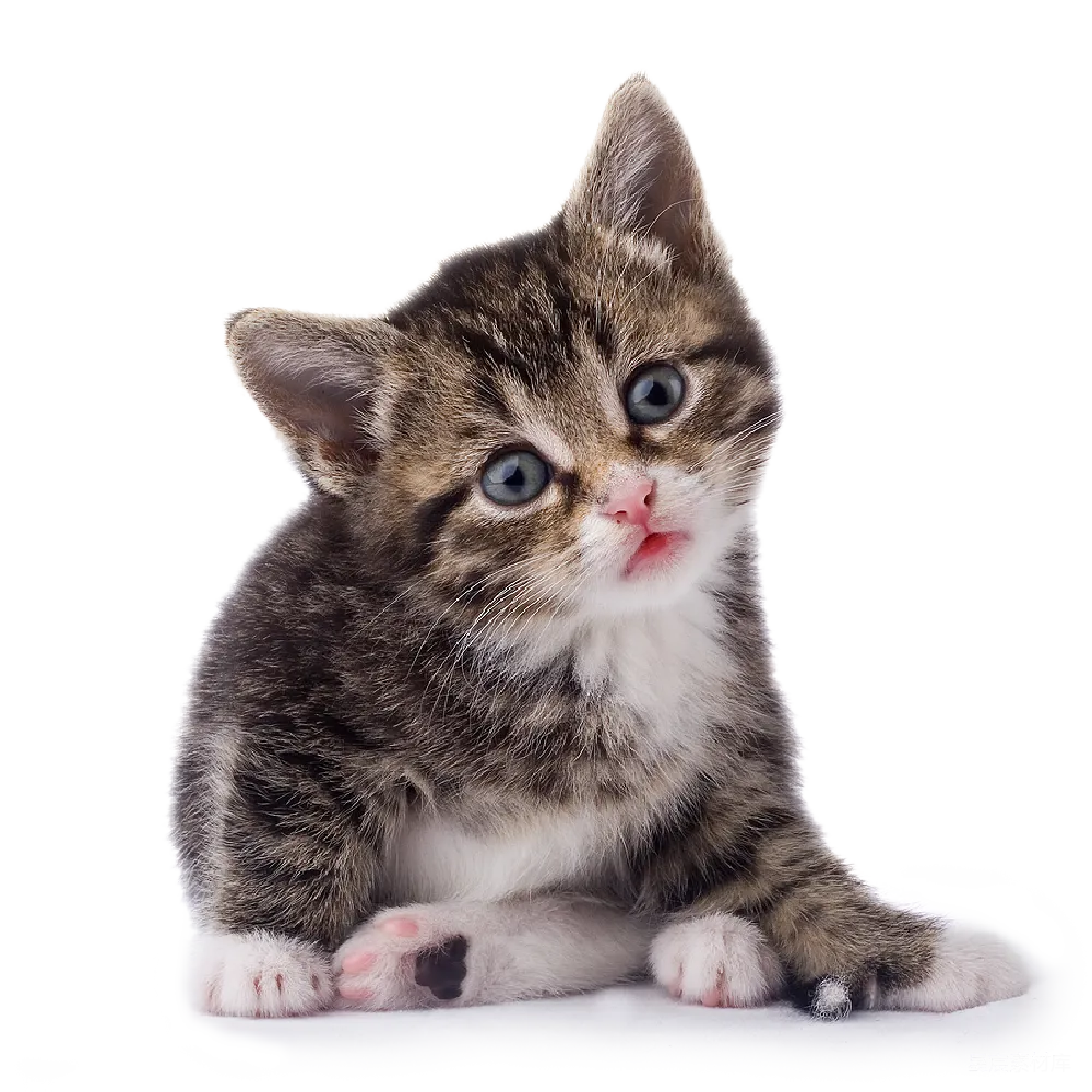 元素素材 猫咪 可爱 宠物 萌宠小猫