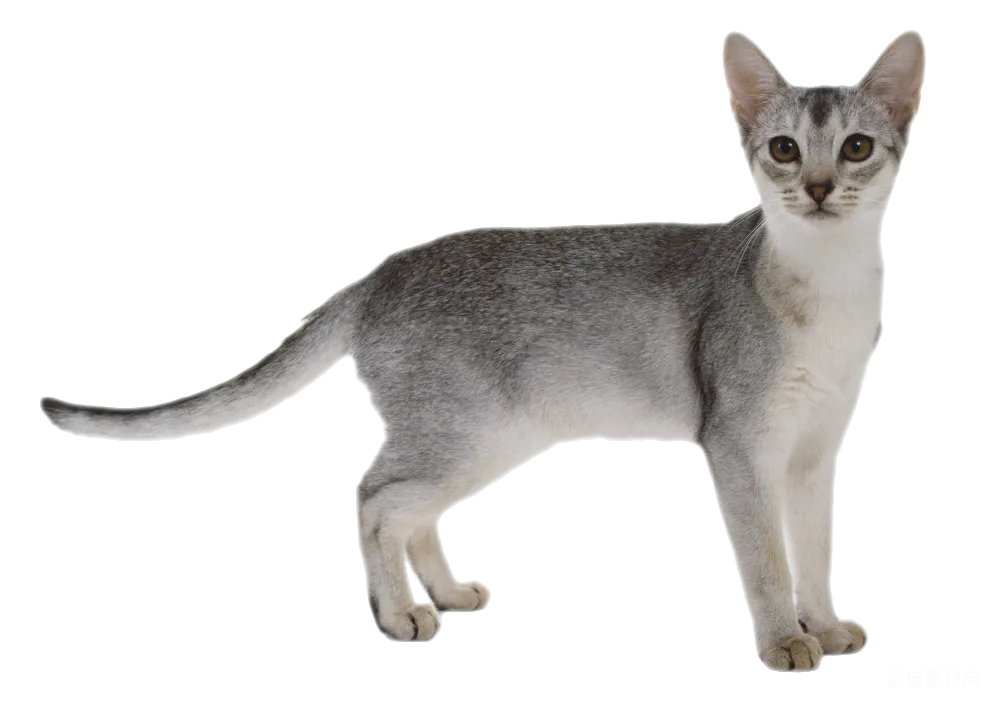元素素材 猫 动物 静态 浅灰色猫站立姿态