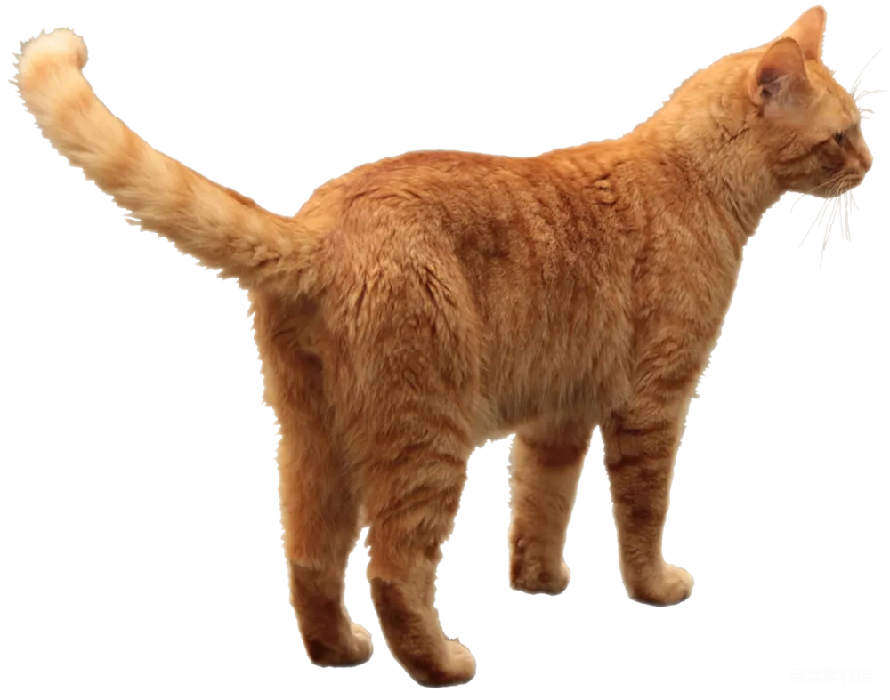 元素素材 宠物 动物 自然 橙色猫咪的背影