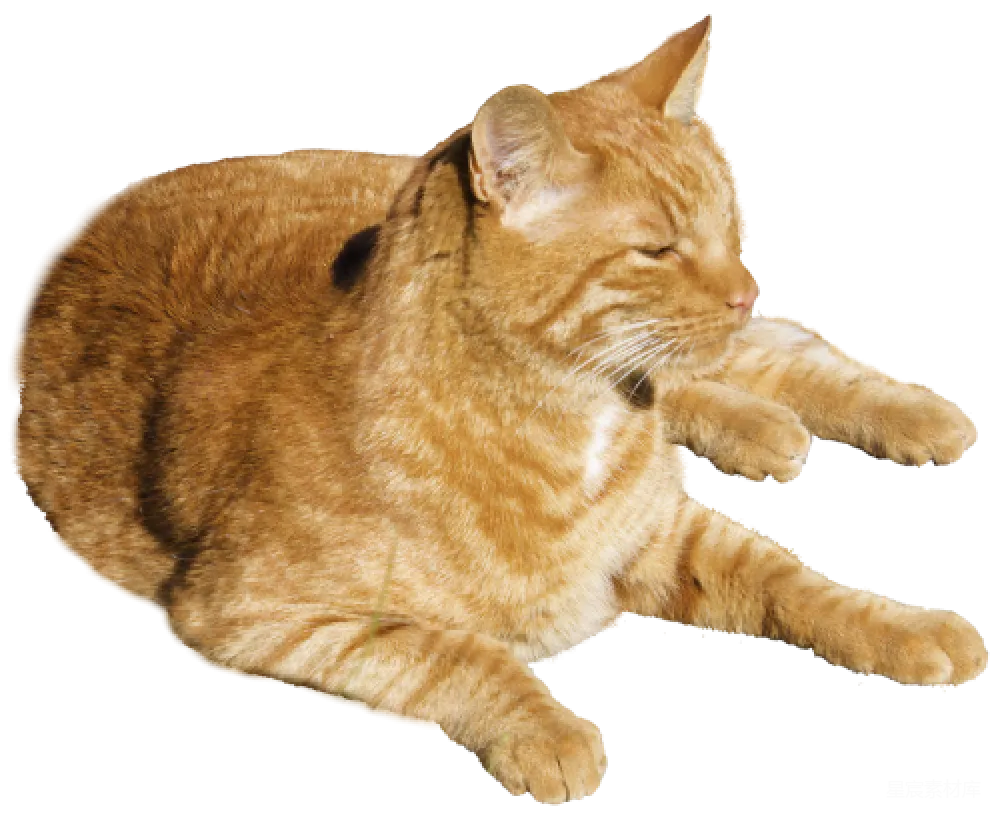 元素素材 元素 猫