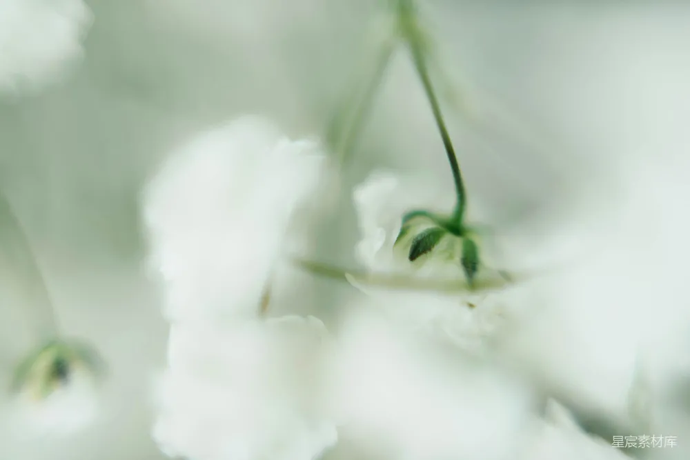 高清摄影 自然 白花瓣的花