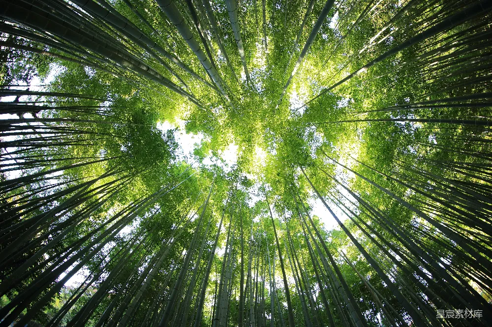 高清摄影 自然 白天的森林视角