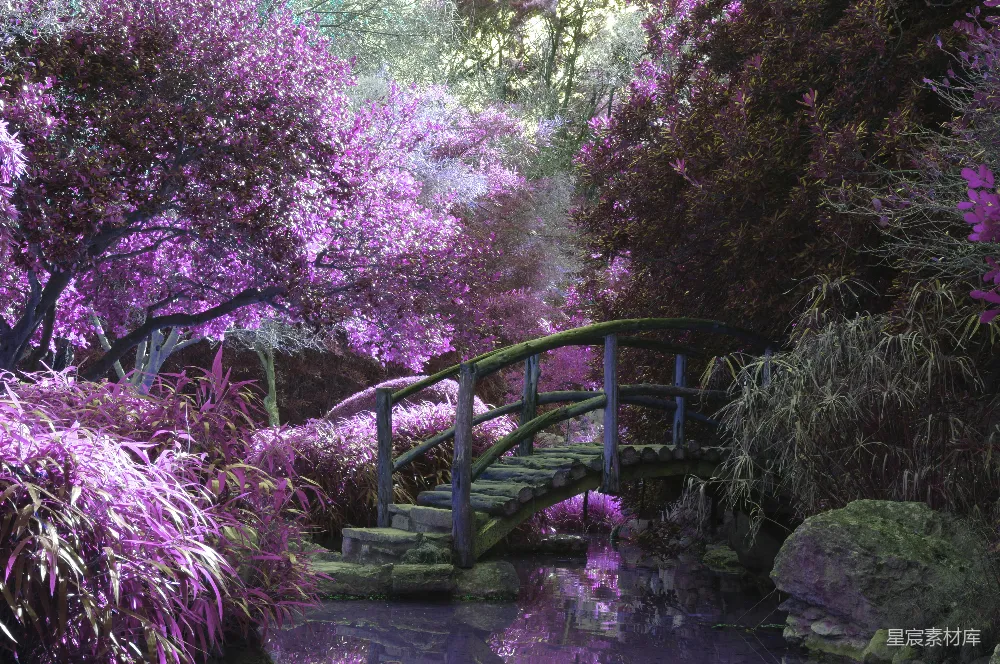高清摄影 紫色花园 梦幻风景 自然之美 园林设计 浪漫场景 棕色的木制小桥周围长满了粉色花朵，下面是潺潺流淌的小溪，在白天。