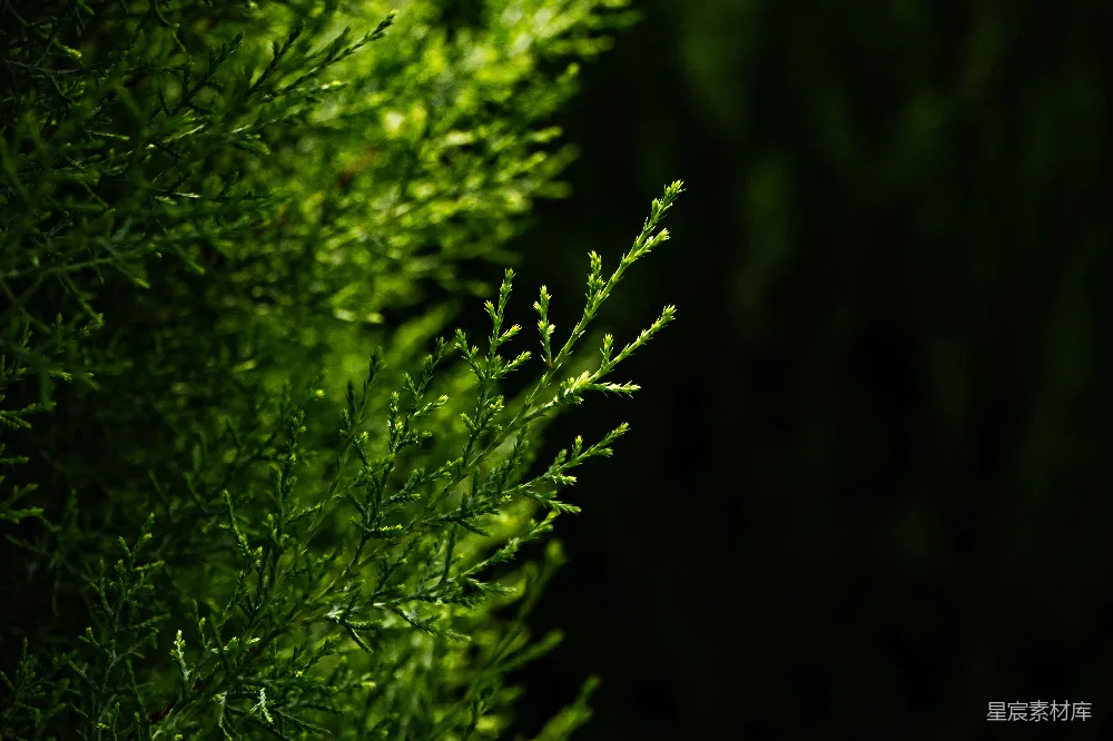 高清摄影 自然 壁纸 旅行 一张绿植的特写镜头，背景模糊。