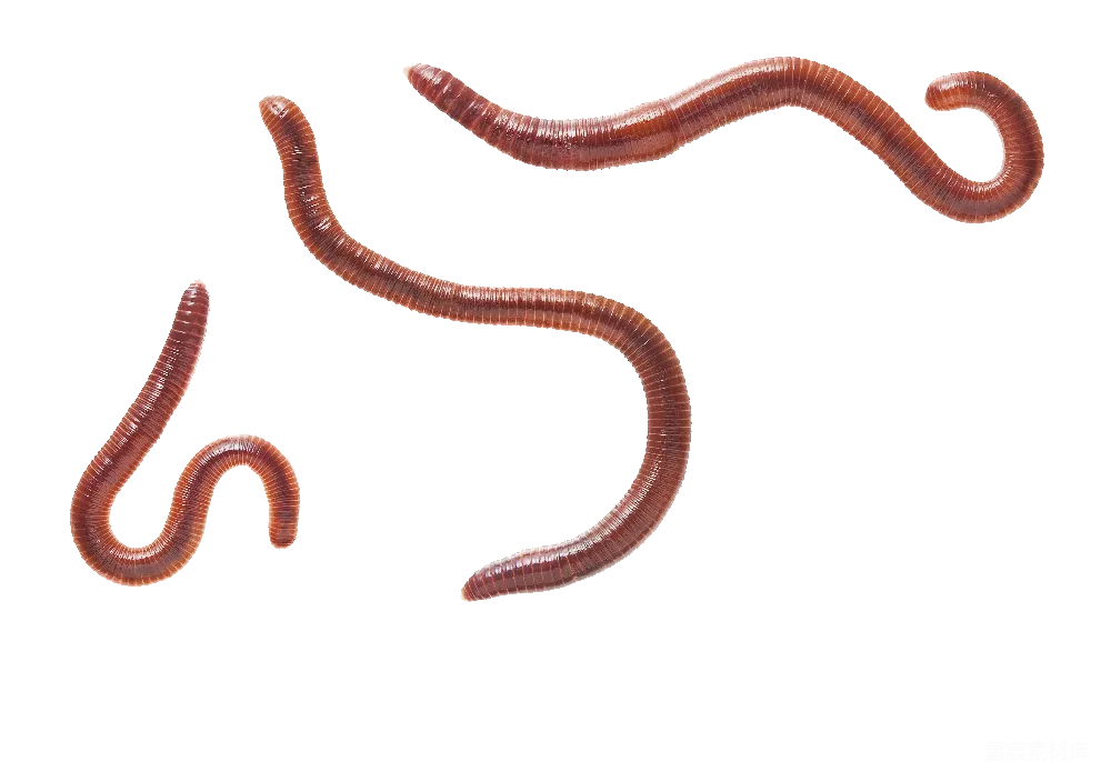 元素素材 自然 生物 教育 蚯蚓的形态图