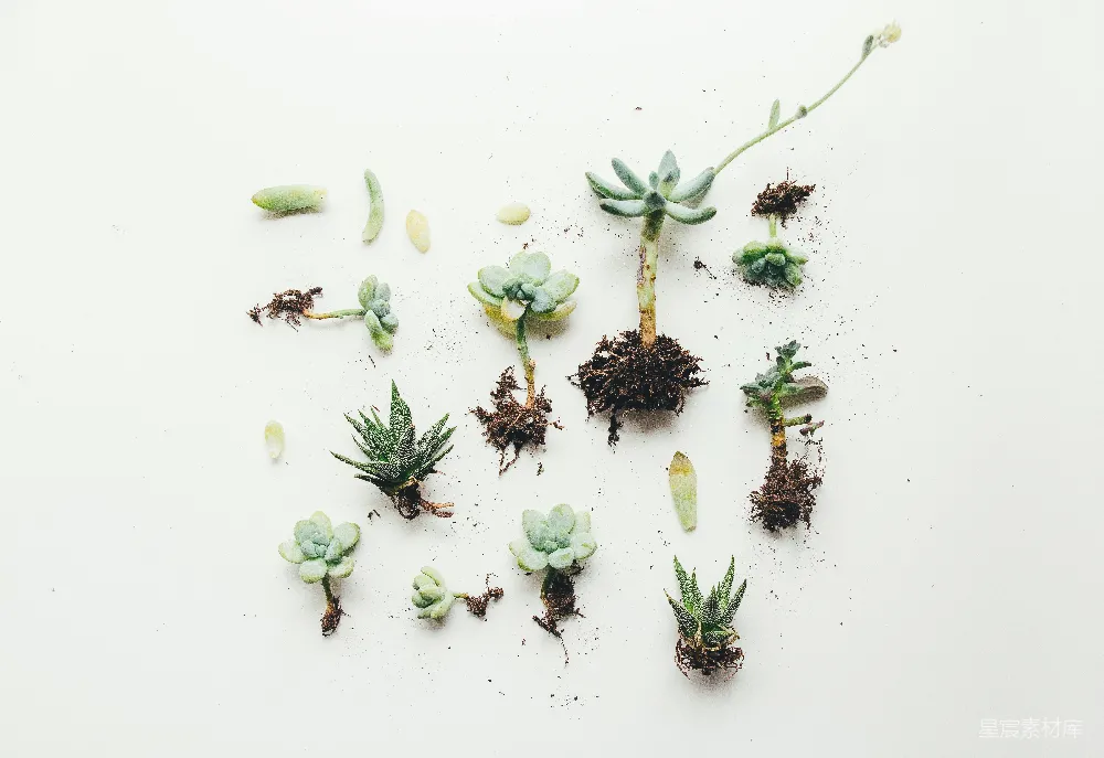 高清摄影 自然 Succulent植物的平面照片
