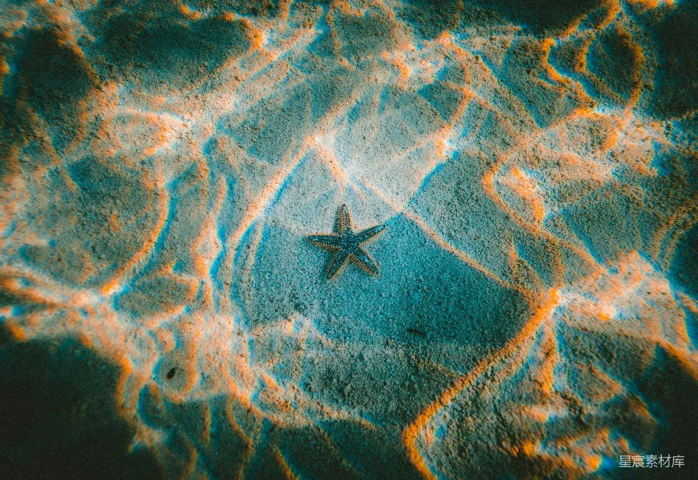 高清摄影 水下 star 鱼