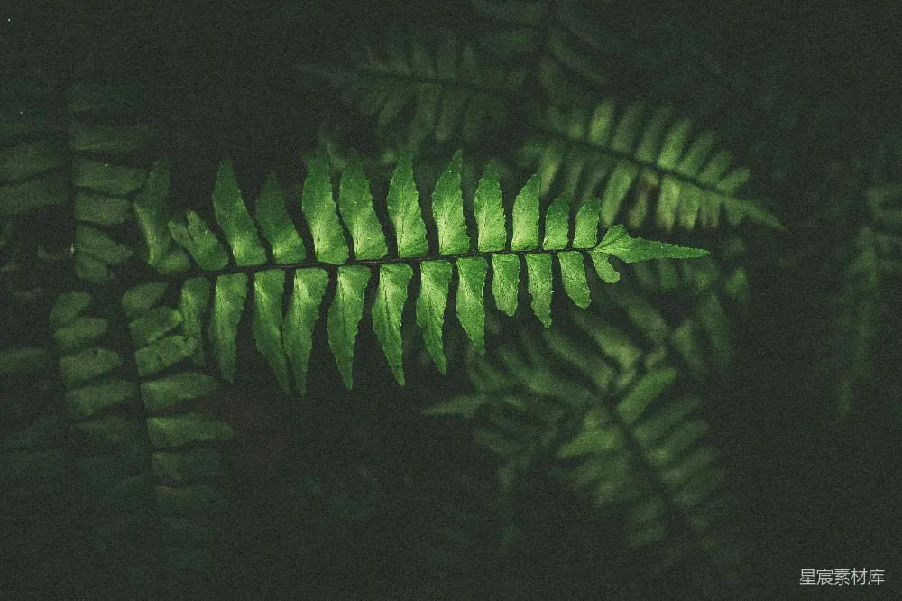 高清摄影  绿叶植物