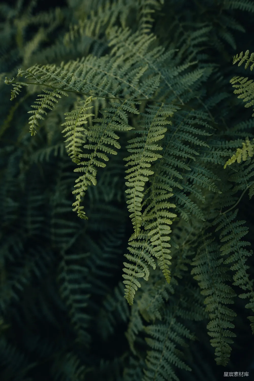 高清摄影 自然 一朵植物的特写镜头