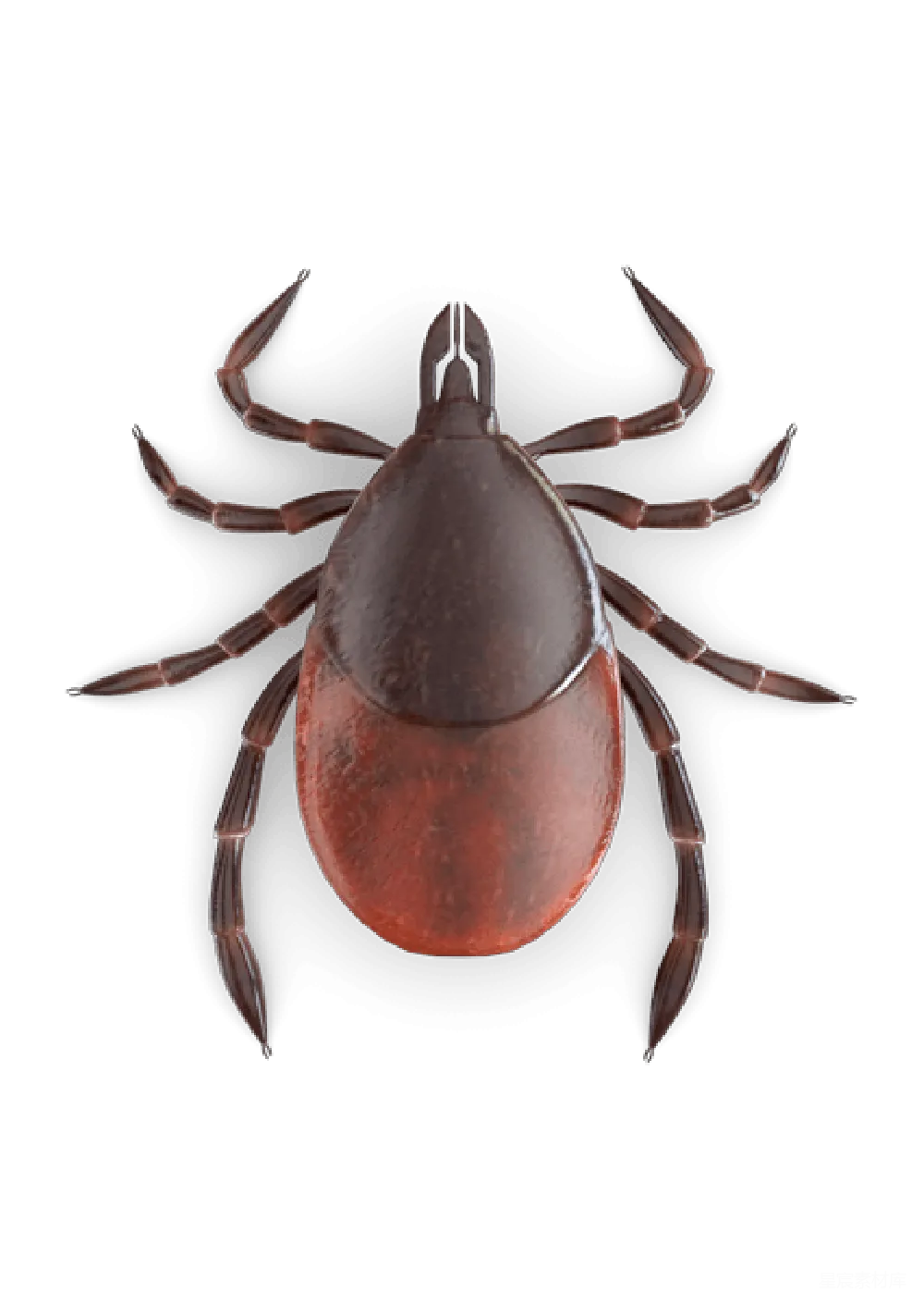 元素素材 元素 ticks
