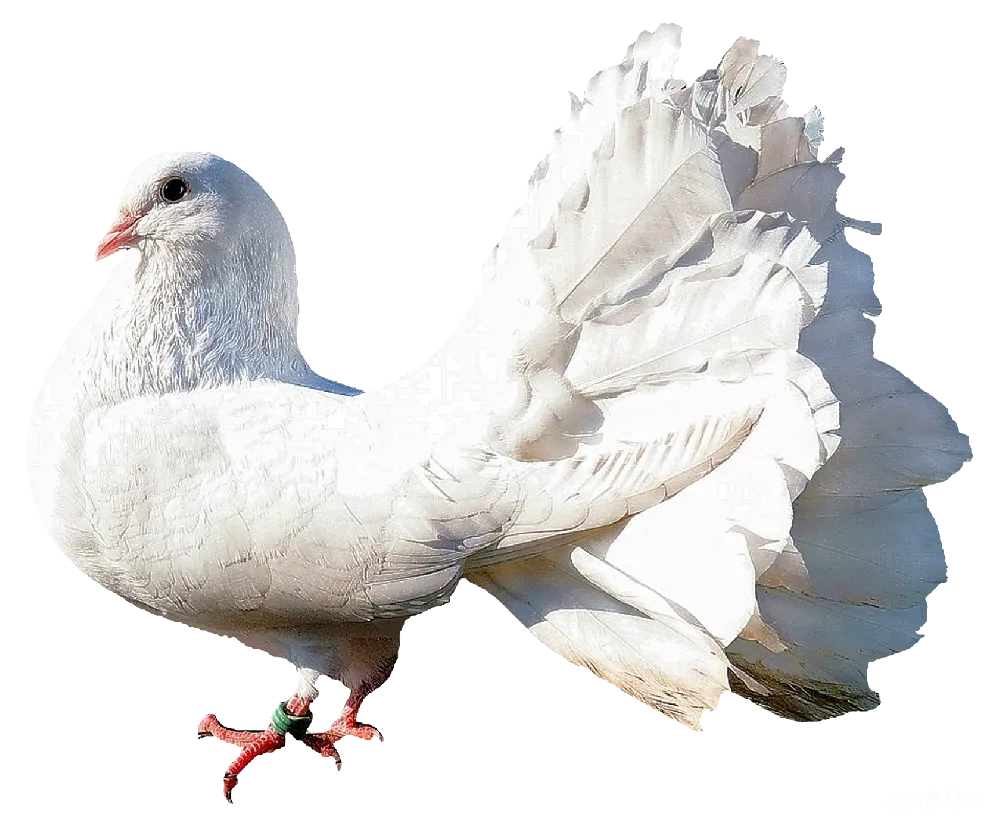 元素素材 鸽子