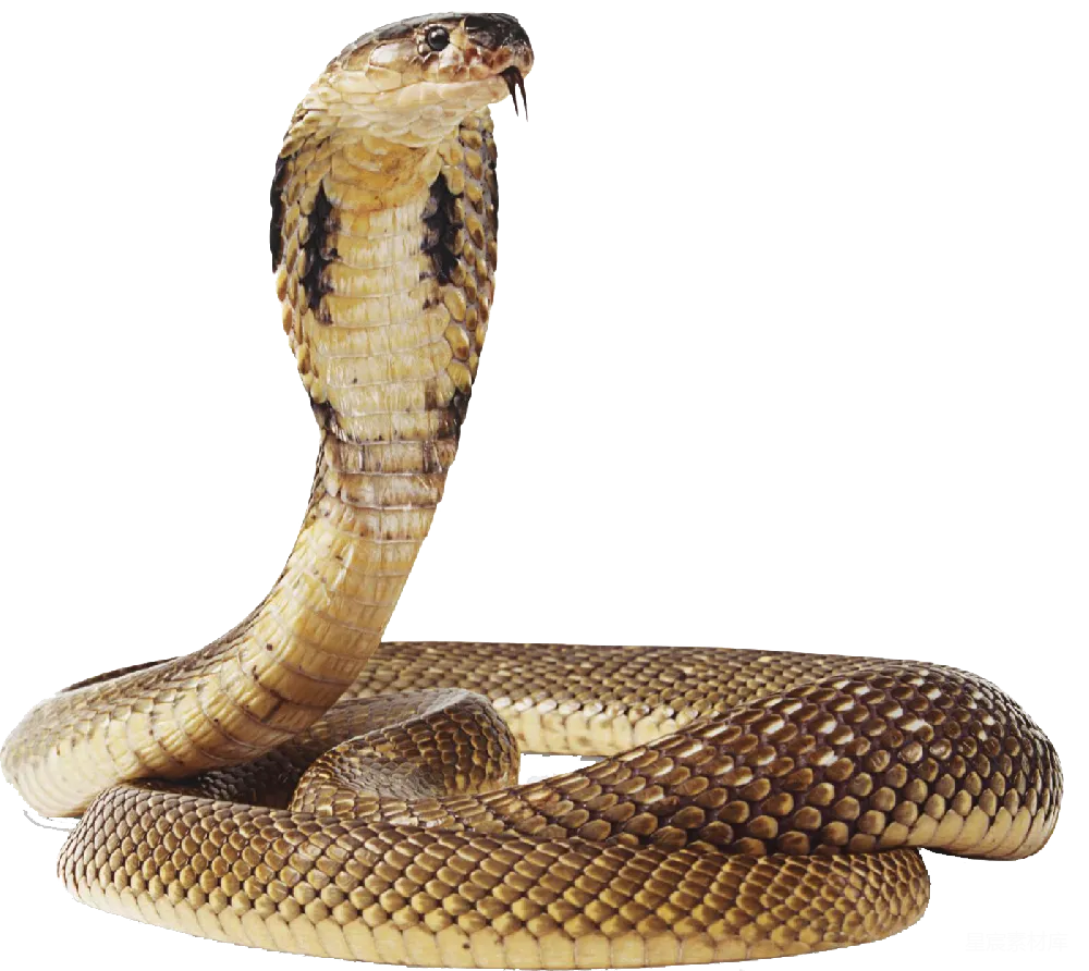 元素素材 元素 cob大 Cobra
