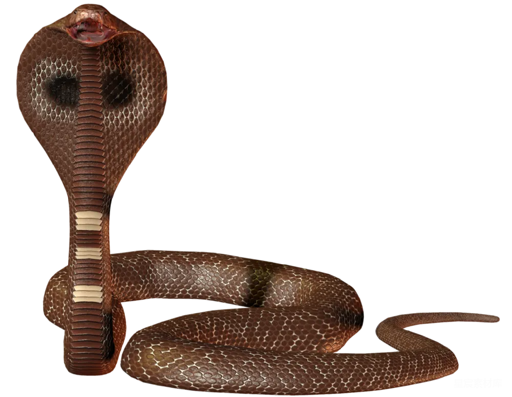 元素素材 元素 cobra