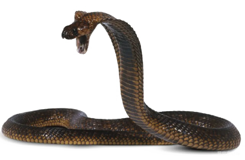 元素素材 元素 cobra