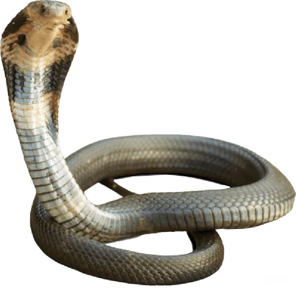 元素素材 元素 cobra