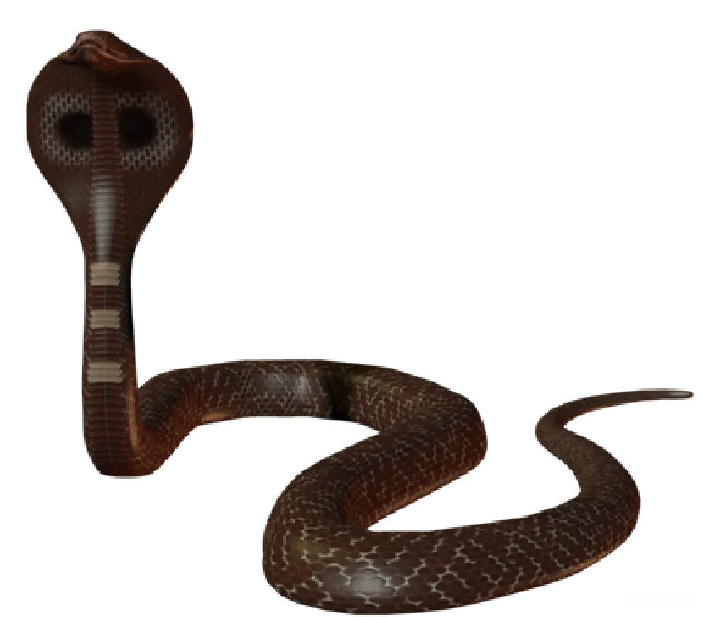 元素素材 cob大 Cobra