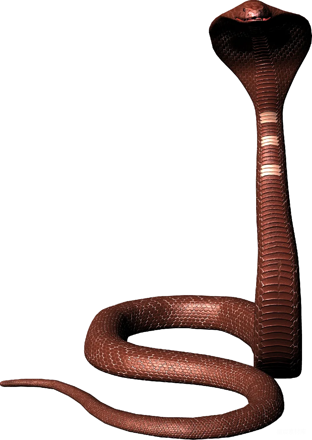 元素素材 cob大 Cobra