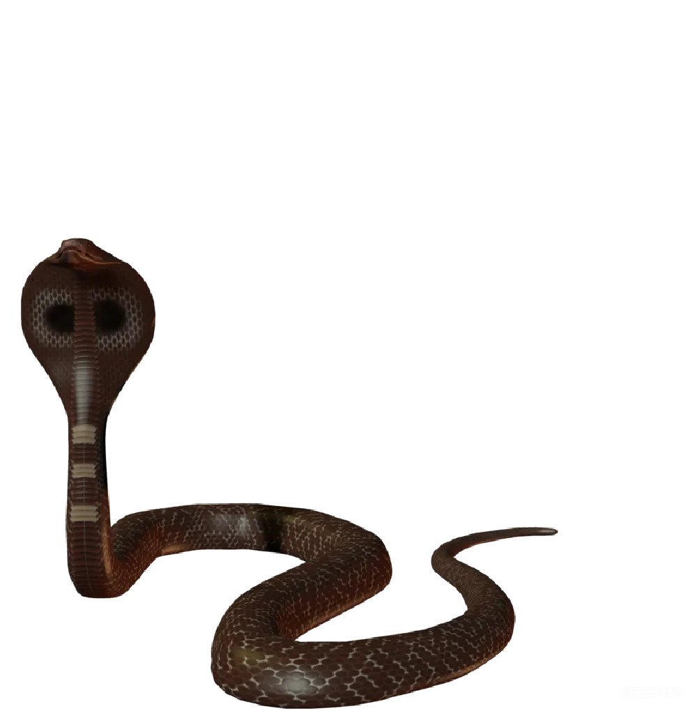 元素素材 cob大 Cobra