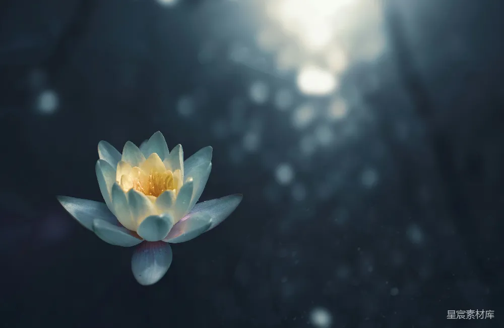 高清摄影 自然 壁纸 聚焦于绿色仙人掌植物的特写摄影