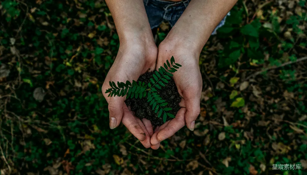 高清摄影  双手握持一小株植物种子在土壤中