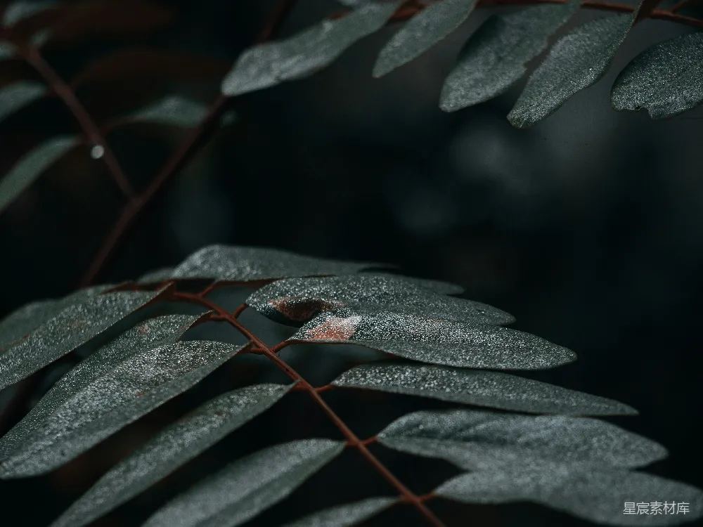 高清摄影 自然 绿色叶片在特写摄影中的植物展示