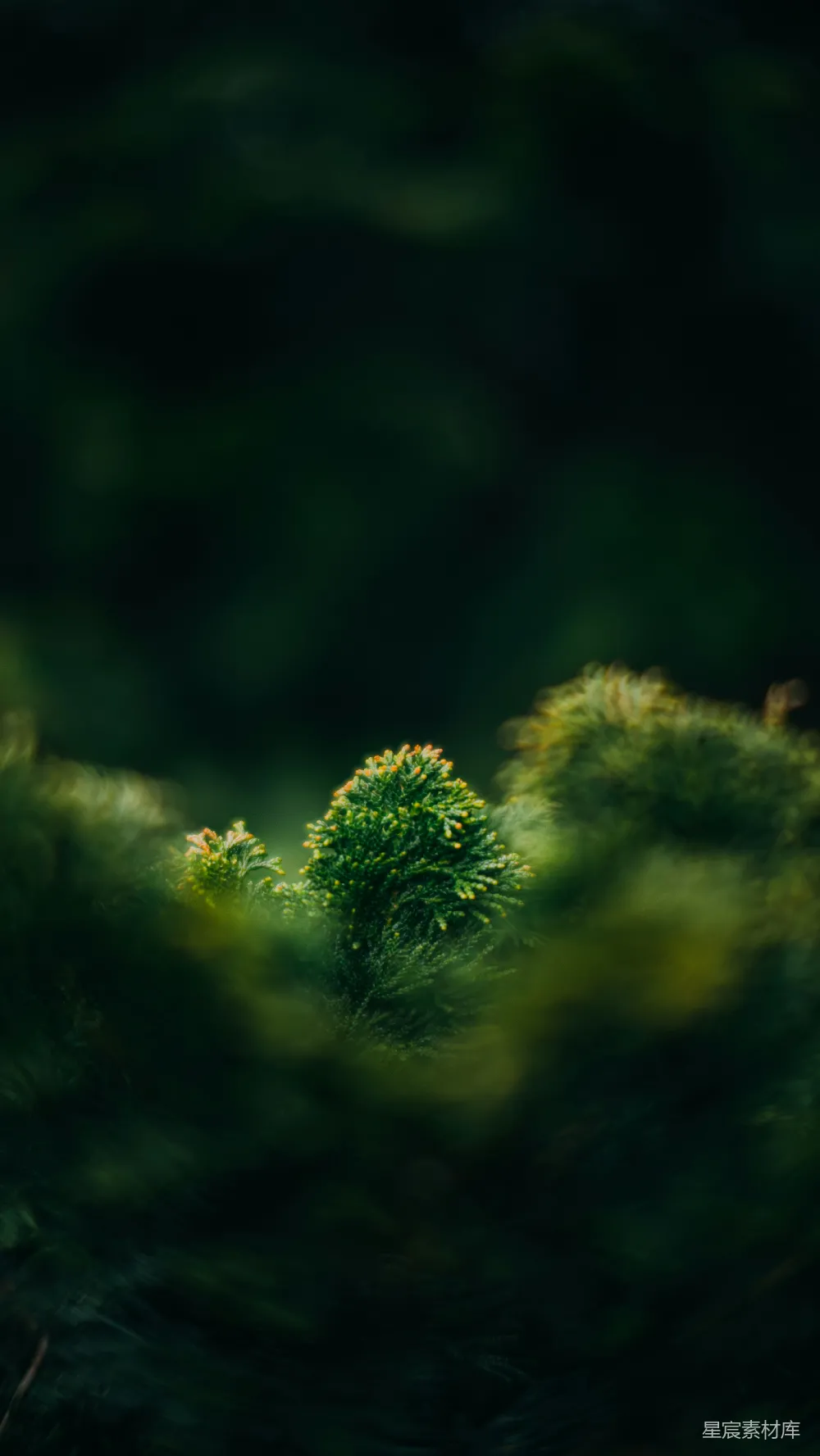 高清摄影  森林中的一张模糊植物照片