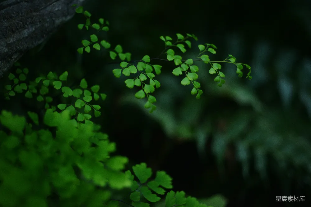 高清摄影  从它长出一片片绿色的叶子的植物