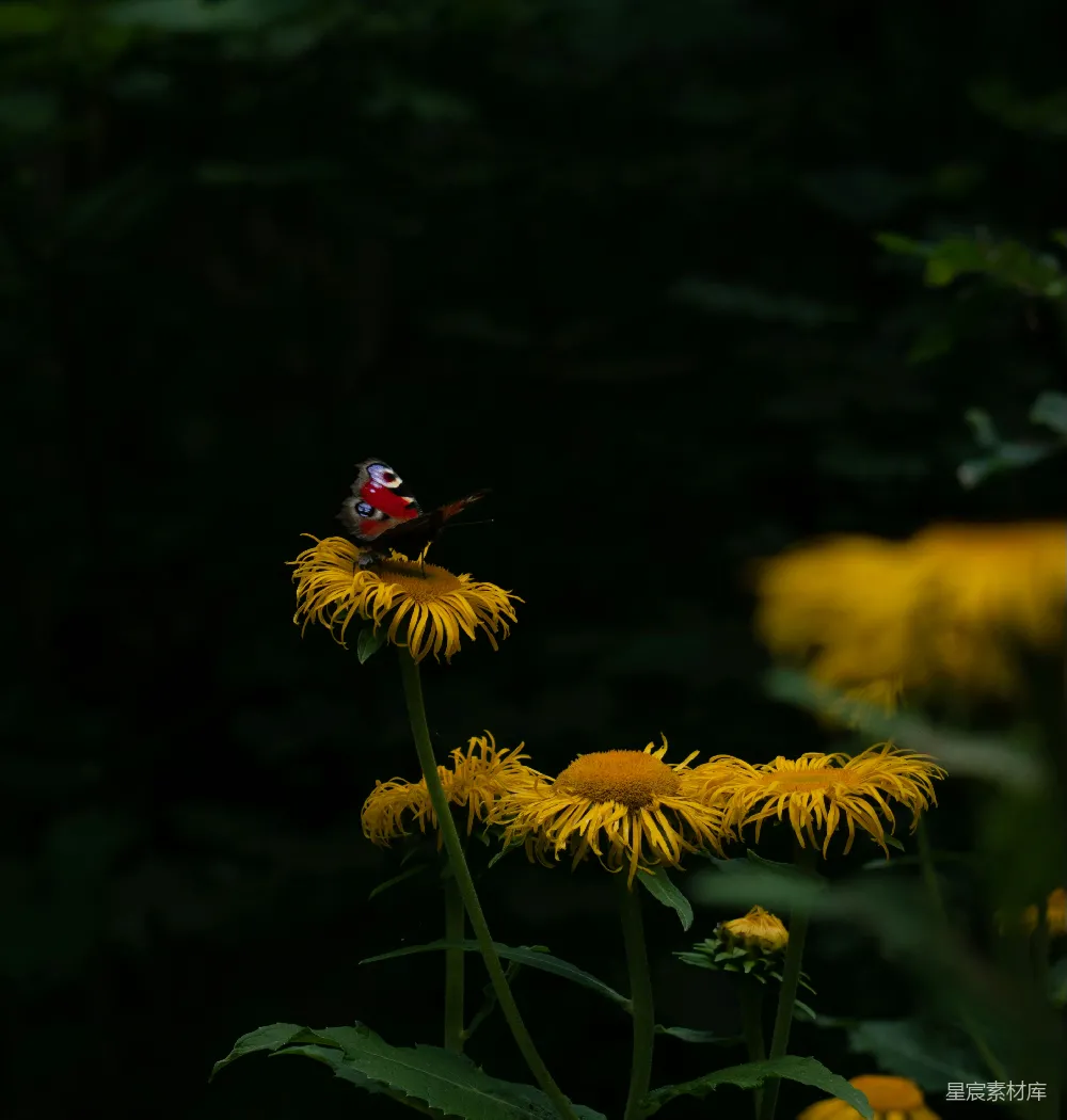 高清摄影  花间的瓢虫